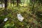 Random garbage junk items left in nature trails after tourists