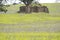 Random Homestead Ruins and Field, Barossa Valley, South Australia