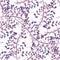 Random isolated botanic seamless pattern with purple branches. Floral backdrop with white background