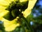 Random macro shot of an ant under a yellow flower