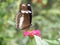 Random macro shot of a butterfly on a flower