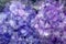 Random Purple Pattern, Hydrangea Petals