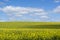 Random Rural Field, Barossa Valley, South Australia