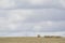 Random Rural Field with Row of Hay Bales, Fleurieu Peninsula