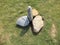 Random stones decoration or `stone stupa` on green field under daylight