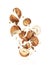 Randomly frozen crushed hazelnuts in the air on a white background