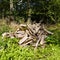 Randomly tossed firewood in a pile