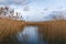 The Randu Meadows nature reserve by the Baltic sea near the Latvia and Estonia border. Bent grass by water, calm landscape