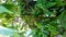 Randu plant, medium leaves, smooth, pointed leaf tips, dark green color,