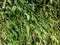 The Rane Fern & x28;Selaginella& x29; plant grows abundantly in tropical rainforests in Kediri Regency, East Java, Indonesia