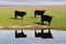 Range Cows Reflection