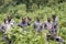 Ranger in Bwindi National Park, mountain gorilla trekking