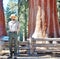 Ranger of giant sequoia forest