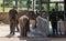 Rangers feeding milk to young orphaned elephants