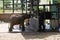 Rangers feeding milk to young orphaned elephants