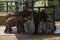 Rangers feeding milk to young orphaned elephants