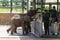 Rangers feeding milk to young orphaned elephants