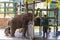 Rangers feeding milk to young orphaned elephants while they are checked by a vet