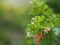 Rangoon Creeper, Chinese honey Suckle, Drunen sailor, Combretum indicum DeFilipps name pink and white flower blooming in garden on