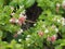 Rangoon Creeper, Chinese honey Suckle, Drunen sailor, Combretum indicum DeFilipps name pink and white flower blooming in garden on