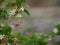 Rangoon Creeper, Chinese honey Suckle, Drunen sailor, Combretum indicum DeFilipps name pink and white flower blooming in garden on