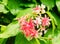 Rangoon Creeper or Combretum Indicum Flowers on Tree Branch