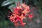 Rangoon Flower or Ixora or Jungle geranium Plant