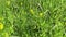 Rank grassland wild flower in the meadow. HD video footage motion camera. Lathyrus pratensis
