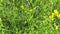 Rank grassland wild flower in the meadow. HD video footage panorama motion camera. Lathyrus pratensis