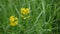 Rank grassland wild flower in the meadow. HD video footage static camera. Lathyrus pratensis