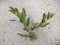 Rank seaside (Lathyrus maritimus L. ) growing in sand