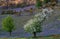 The Rannerdale Bluebells in Lake District