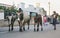 Ranohira, Madagascar - April 29, 2019: Three Zebu humped cattle cow walking on the main street, with their owner behind,