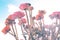 Ranonkels / Ranunculus / Flowers / Bloemen / Persian Buttercup