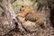 Ranthambore male bengal tiger trying to climb and balance over a tree trunk while he was on stroll for territory marking