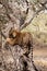 Ranthambore male bengal tiger trying to climb and balance over a tree trunk while he was on stroll for territory marking