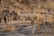 Ranthambore tiger or panthera tigris on evening stroll for territory marking head on and tail up looking at camera on hill rocks