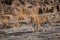 Ranthambore tiger or panthera tigris on evening stroll for territory marking head on and tail up looking at camera on hill rocks