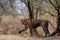 Ranthambore wild female tiger in beautiful colorful background with sky. Famous tigress krishna or T19 full length side profile