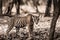 Ranthambore wild male bengal tiger extreme close up Fine art image or portrait at ranthambore national park or tiger reserve