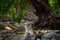 Ranthambore wild tiger krishna or T19 resting on rocks in beautiful scenic nature picturesque scenery location ranthambore india