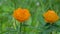 Ranunculaceae, buds on the background of green foliage in summer in the daytime