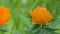 Ranunculaceae, buds on the background of green foliage in summer in the daytime