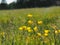 Ranunculus acris - meadow buttercup