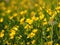 Ranunculus acris - meadow buttercup