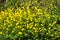 Ranunculus acris meadow buttercup, tall buttercup, common buttercup, giant buttercup