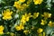 Ranunculus acris is a species of flowering plant in the family Ranunculaceae, and is one of the more common buttercups across