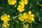 Ranunculus acris is a species of flowering plant in the family Ranunculaceae, and is one of the more common buttercups across