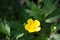 Ranunculus acris is a species of flowering plant in the family Ranunculaceae, and is one of the more common buttercups across