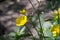 Ranunculus acris is a species of flowering plant in the family Ranunculaceae, and is one of the more common buttercups across